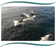 The Moray Firth Dolphins